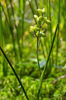 Pelkinė liūnsargė (Scheuchzeria palustris)