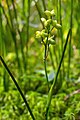 infructescence