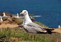 Larus Michahellis