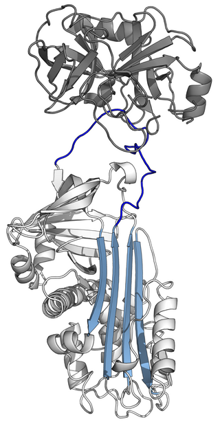 <span class="mw-page-title-main">Serpin</span> Superfamily of proteins with similar structures and diverse functions