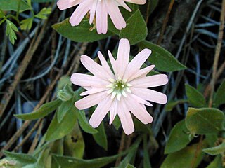 <i>Silene hookeri</i> Species of flowering plant