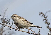 Female in Delhi, India Sind Sparrow Female.jpg