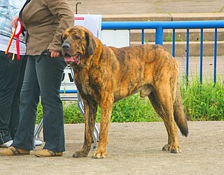 <span class="mw-page-title-main">Spanish Mastiff</span> Dog breed