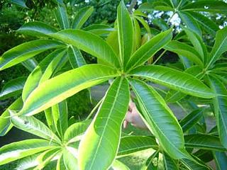 <i>Sterculia</i> Genus of flowering plants