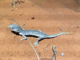 Northern spiny-tailed gecko Species of lizard