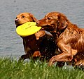 Two Tollers