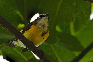 White-lored warbler Species of bird