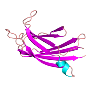 Dysferlin Protein encoded by the DYSF gene in humans