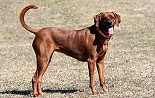 A female Redbone Coonhound A female redbone-coonhound-1.jpg