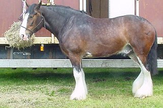 <span class="mw-page-title-main">Draft horse</span> Large horse bred for heavy work