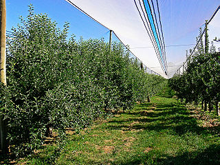 <span class="mw-page-title-main">Red Delicious</span> Apple cultivar