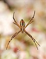 Image 7 Argiope trifasciata Photograph credit: Joaquim Alves Gaspar Argiope trifasciata, the banded garden or banded orb-weaving spider, is a species of arachnid in the family Araneidae. It is native to North and South America but has spread to other parts of the world. This ventral view of a female A. trifasciata shows her in the centre of her web, which can reach a diameter of 60 cm (24 in). The function of the zig-zag web decorations is unclear, but they may serve to make the spider appear larger or to act as a warning sign. More selected pictures