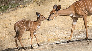 Nyala female and calf