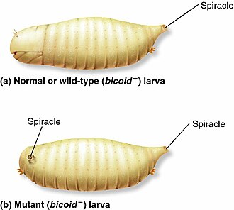 Bicoid mutant produces no head Bicoid mutant.jpeg