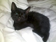 A young orphaned black kitten, showing signs of malnourishment Black Cat Nala.jpg