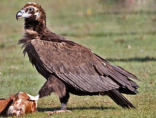 <span class="mw-page-title-main">Cinereous vulture</span> Species of bird