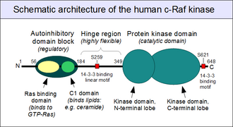 A schematic architecture of human c-Raf protein C-Raf-architecture.png