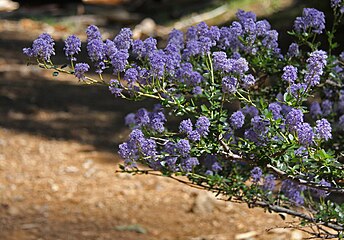 Littleleaf ceanothus flowers (Ceanothus parviflorus)