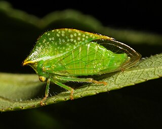 Treehopper Family of insects