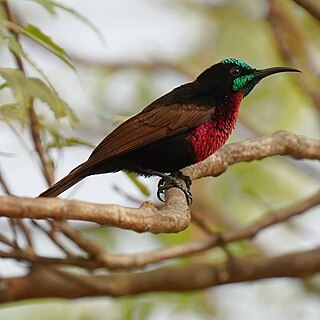 <span class="mw-page-title-main">Scarlet-chested sunbird</span> Species of bird