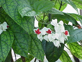 <i>Clerodendrum thomsoniae</i> Species of plant