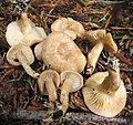 Clitocybe albirhiza