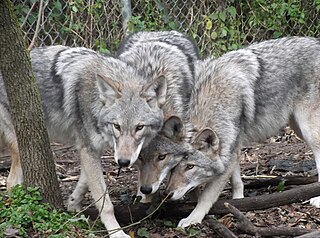 <span class="mw-page-title-main">Coywolf</span> Hybrid mammal