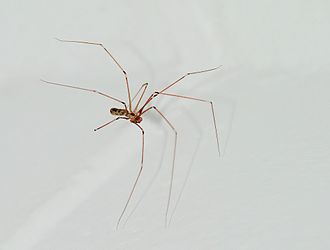 Cellar spider (daddy long-legs) Daddy-long-legs July 2007-2.jpg