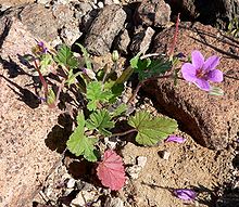 Erodium texanum 1.jpg