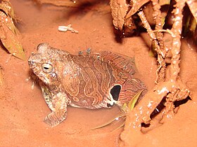 Rã-quatro-olhos (Physalaemus nattereri)