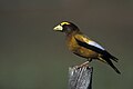 Male evening grosbeak in Truchas, New Mexico