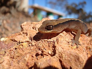 <i>Crenadactylus</i> Genus of lizards