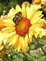 Gaillardia aristata