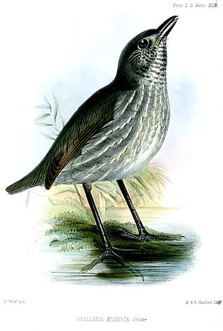 <i>Myrmothera</i> Genus of birds