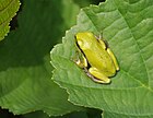 Hyla arborea (Laubfrosch, Jungtier) [D]