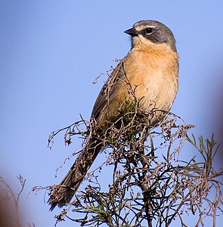 <span class="mw-page-title-main">Long-tailed reed finch</span> Species of bird