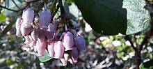 Manzanita flowers Manzanita flowers.jpg