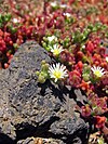 Mesambryanthemum nodiflorum.jpg