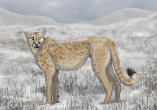 <i>Miracinonyx</i> Extinct genus of mammal