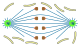 open orthomitosis