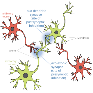 <span class="mw-page-title-main">Presynaptic inhibition</span>