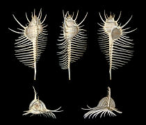 Murex pecten, un Neogastropoda