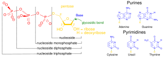 <span class="mw-page-title-main">Nucleic acid metabolism</span> Process