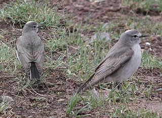 Ochre-naped ground tyrant Species of bird