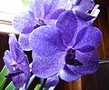 un Vanda bleu