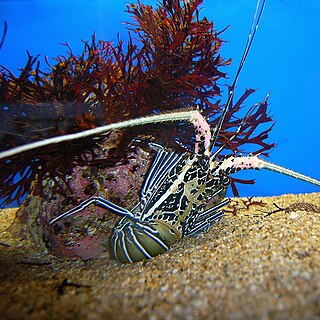 <i>Panulirus versicolor</i> Species of crustacean