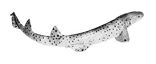 <i>Parascyllium</i> Genus of sharks