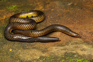 <i>Plectrurus aureus</i> Species of snake