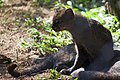 Jaguarundi (Puma yagouaroundi)