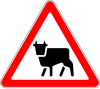 Cattle crossing